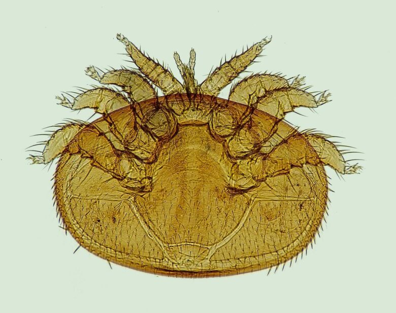 poratka-allergia_pic3